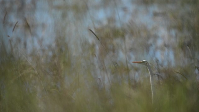 Great Egret (modesta) - ML517425