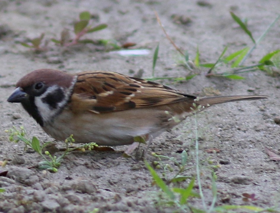 Eurasian Tree Sparrow - bhavik patel