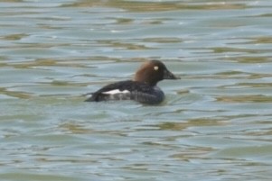 Common Goldeneye - ML517426571