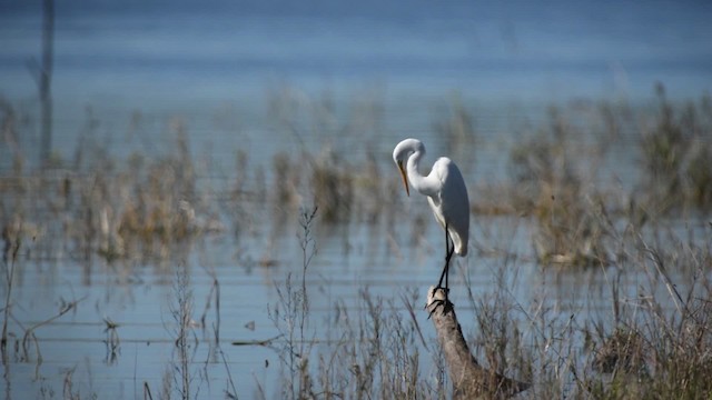 Great Egret (modesta) - ML517427