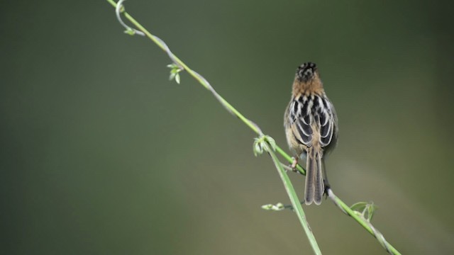 Cisticole à couronne dorée - ML517429