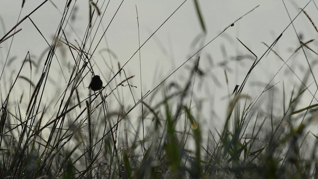 Red-backed Fairywren - ML517430