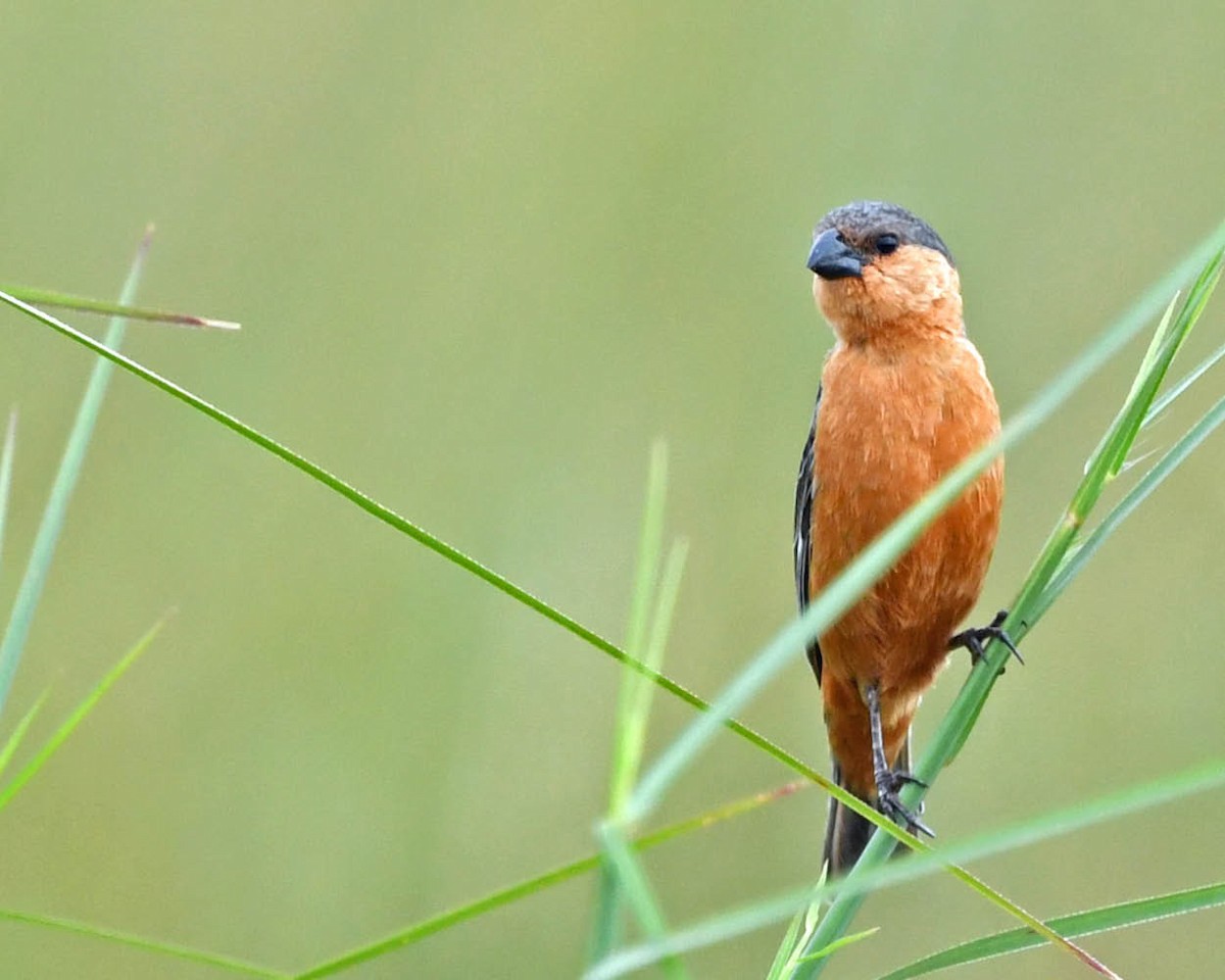 Tawny-bellied Seedeater - ML517430561