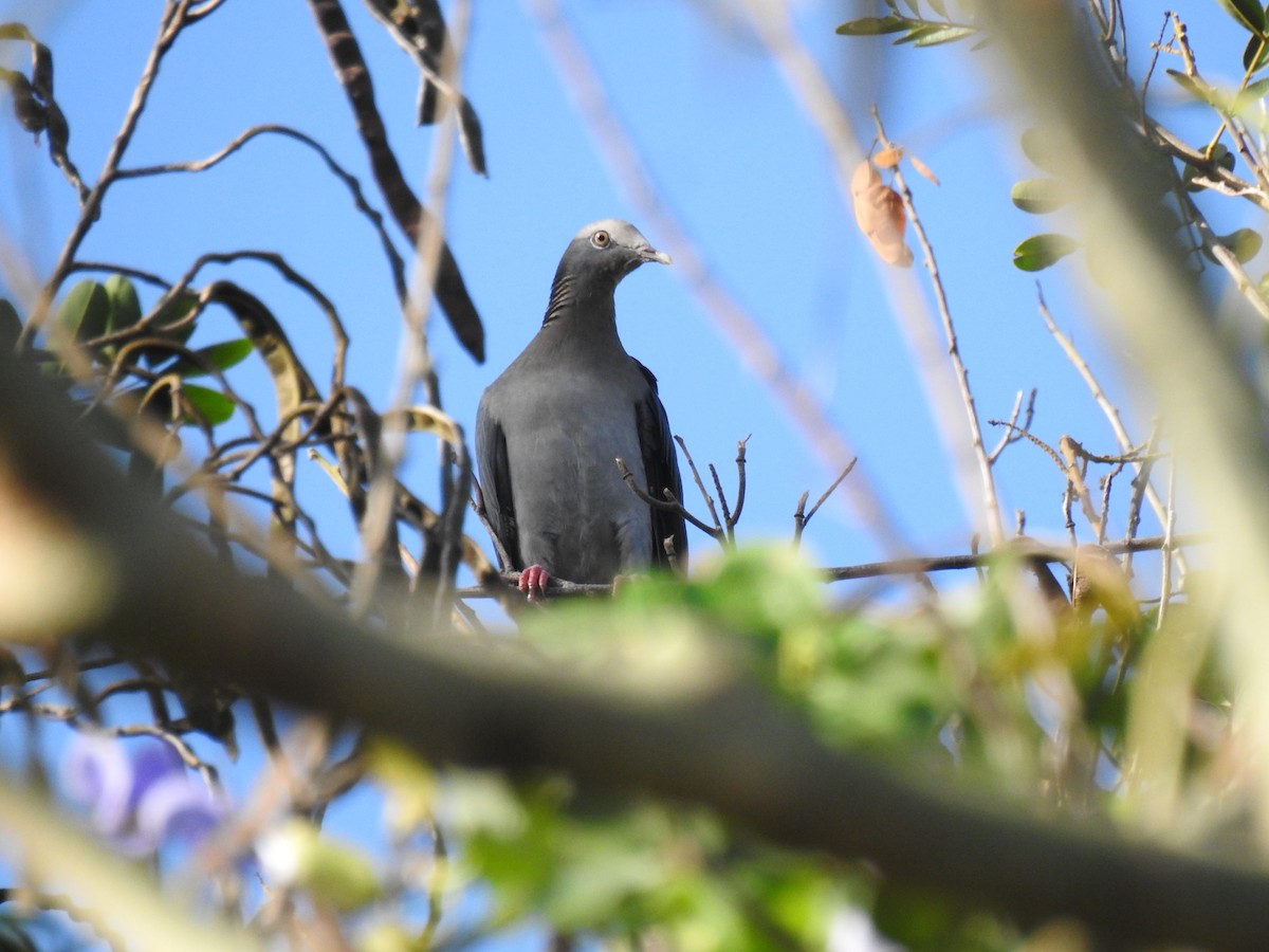 White-crowned Pigeon - ML517431231