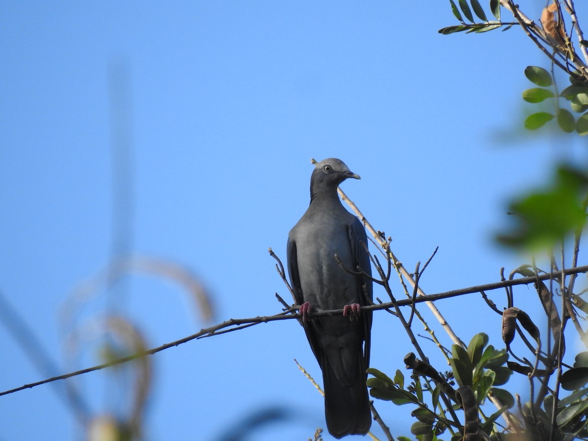 White-crowned Pigeon - ML517431301