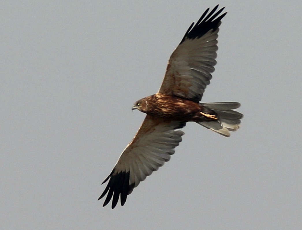 Western Marsh Harrier - bhavik patel