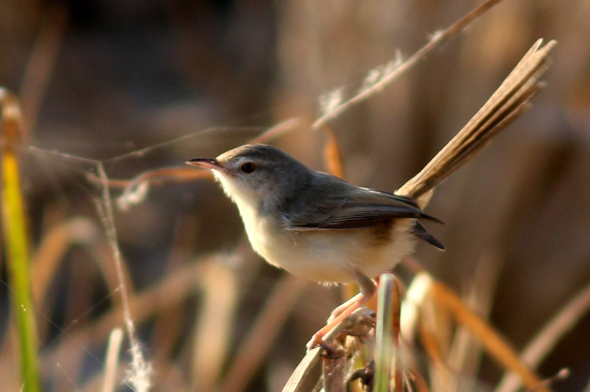 Plain Prinia - bhavik patel