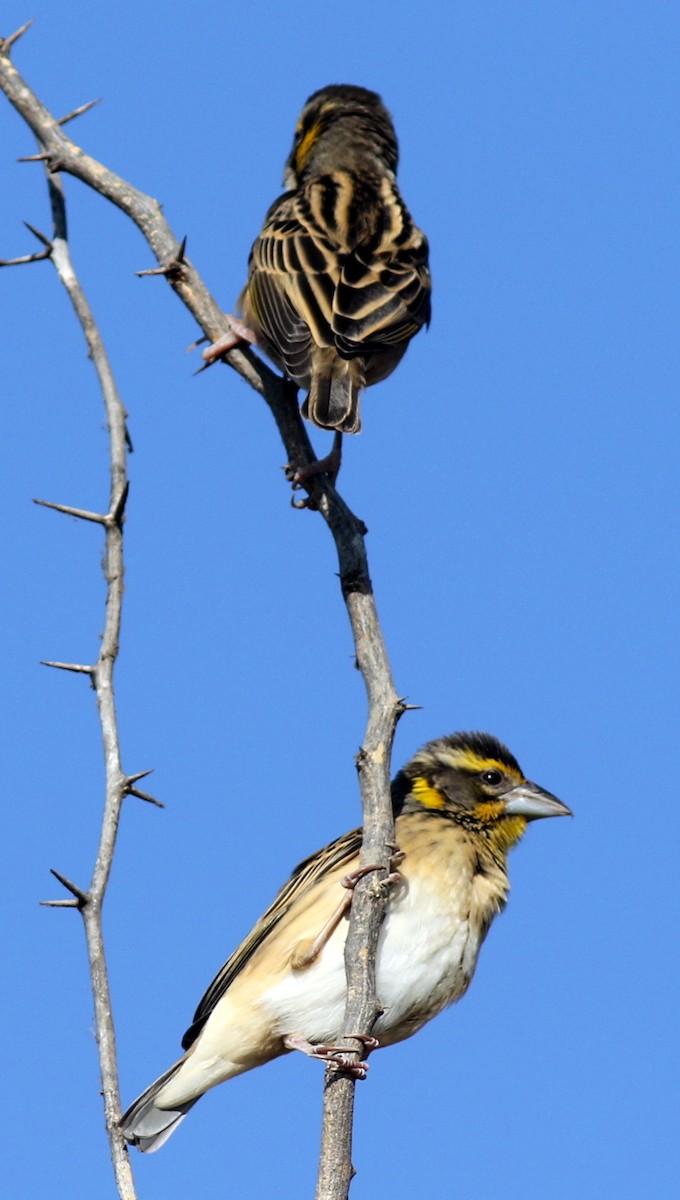 Baya Weaver - bhavik patel