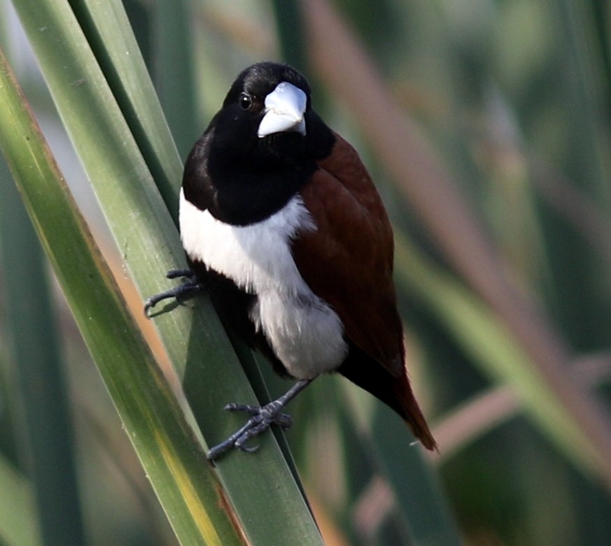 Capuchino Tricolor - ML517431981