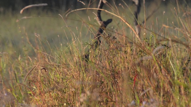 Red-backed Fairywren - ML517432