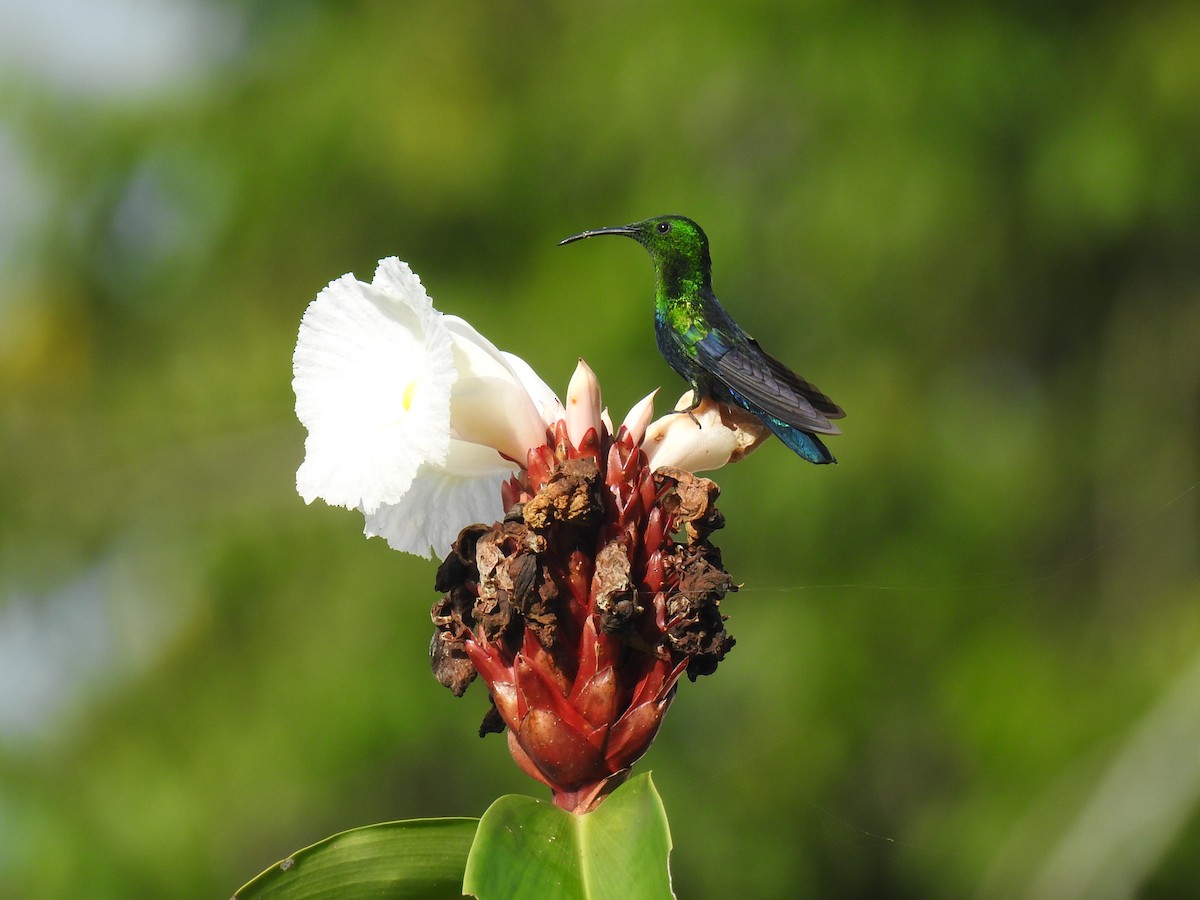 Colibrí Caribeño Gorjiverde - ML517432011