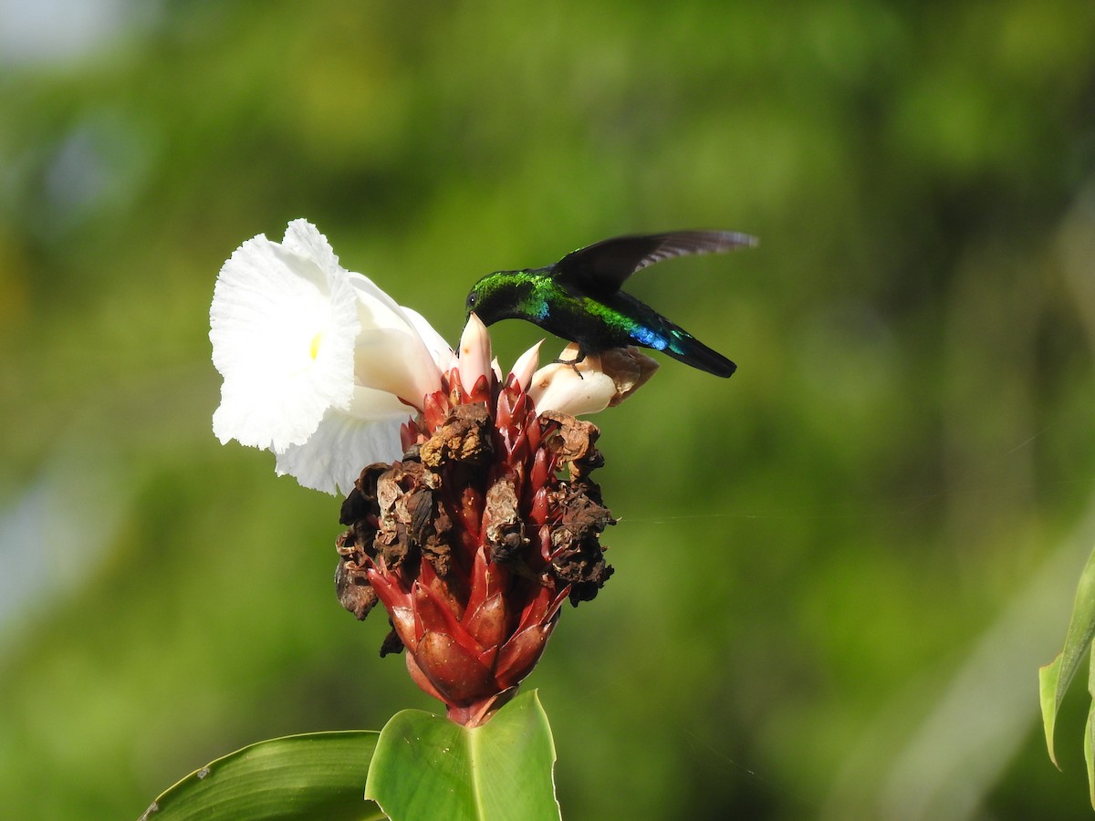 Green-throated Carib - ML517432031