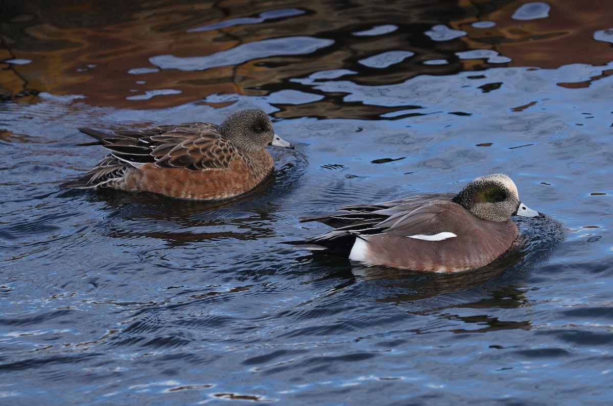 American Wigeon - ML517432231