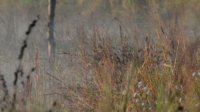 Red-backed Fairywren - ML517433