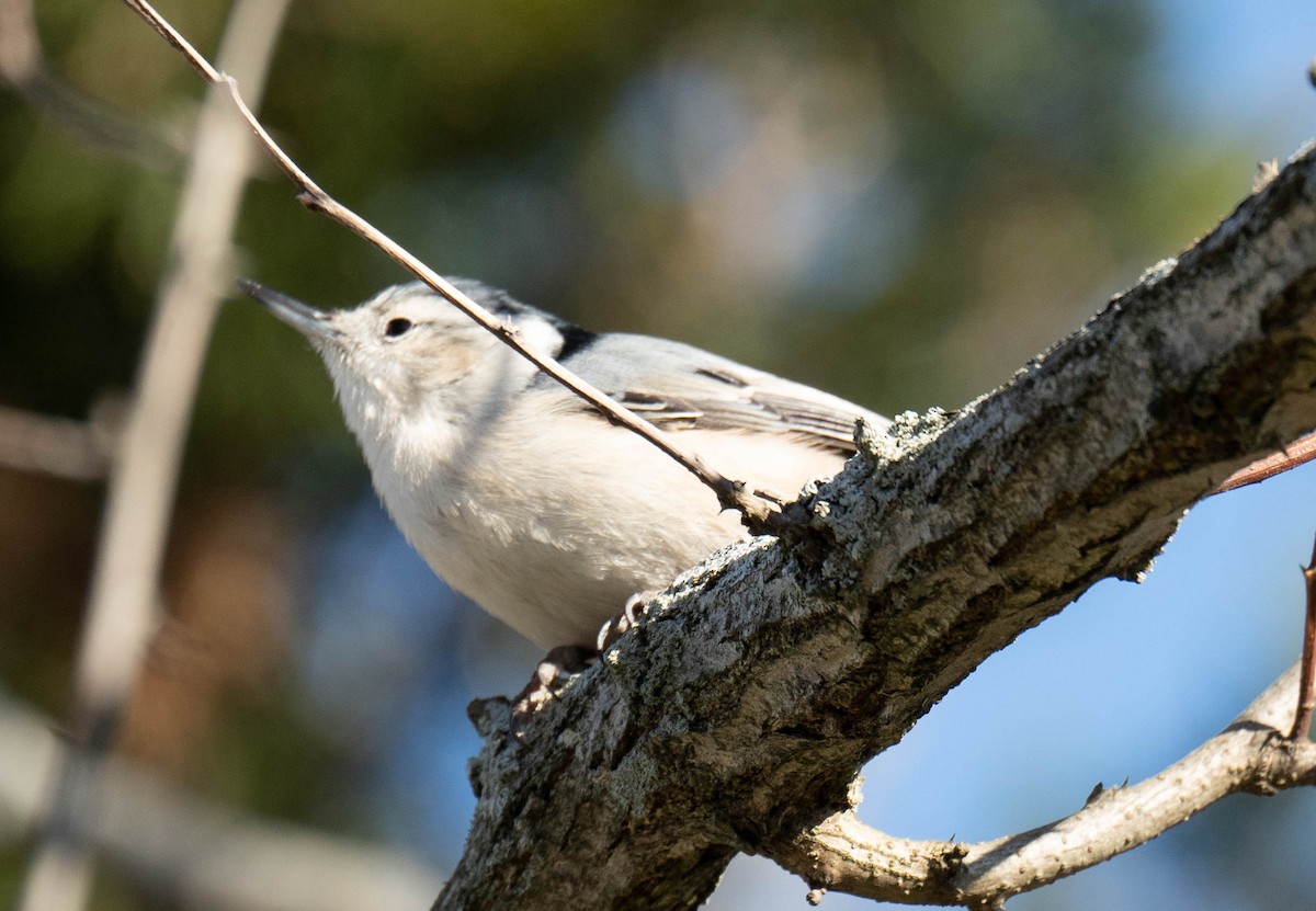 White-breasted Nuthatch - ML517434021