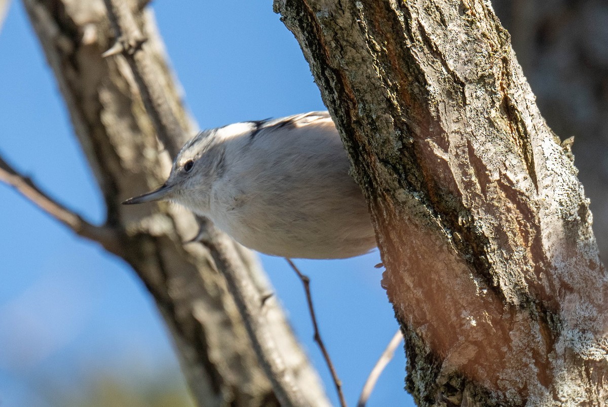 White-breasted Nuthatch - ML517434031