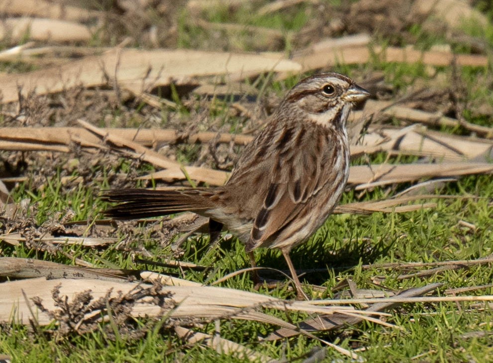 Song Sparrow - ML517434551