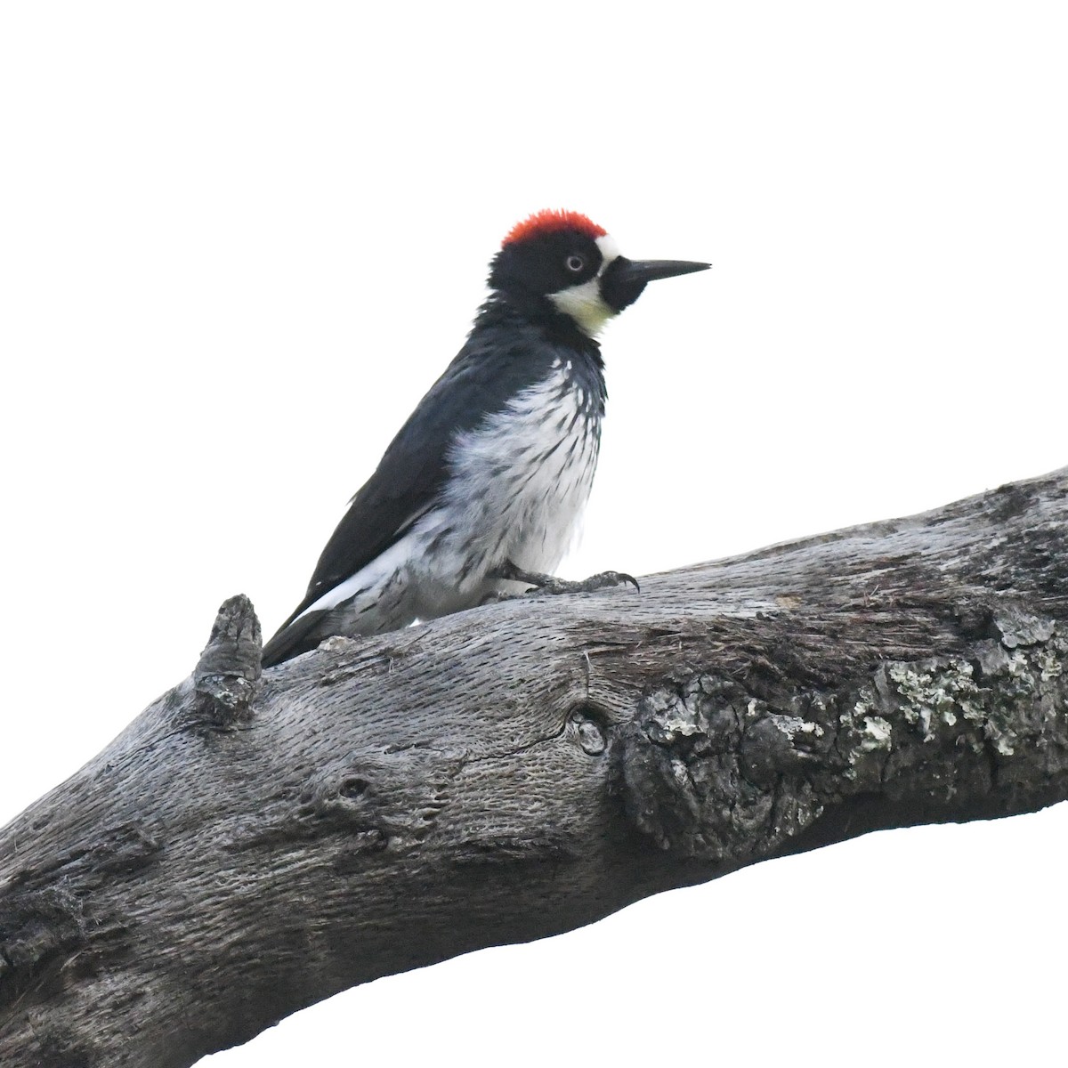 Acorn Woodpecker - ML517434931