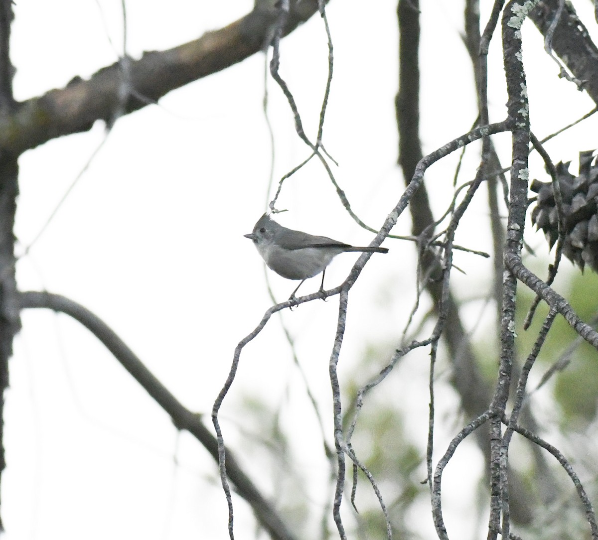 Oak Titmouse - ML517435021