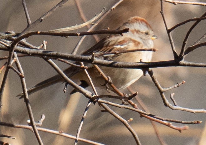 American Tree Sparrow - ML517435481