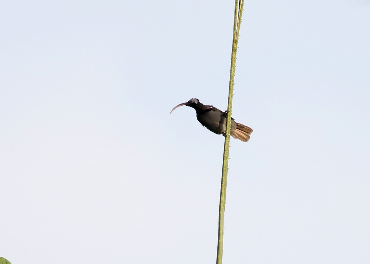 Pale-billed Sicklebill - Brendan Ryan