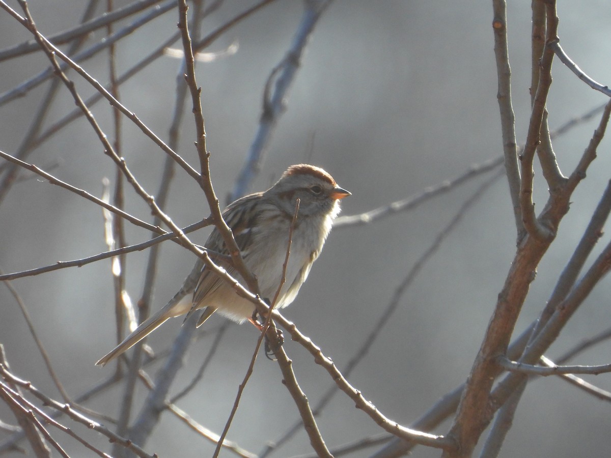 American Tree Sparrow - ML517435551