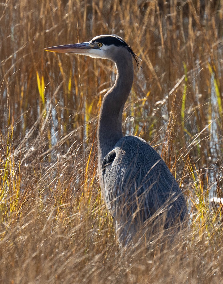 Great Blue Heron - ML517435991