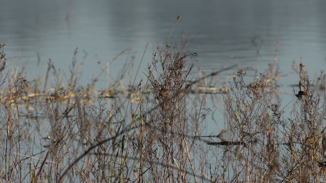 Red-backed Fairywren - ML517436