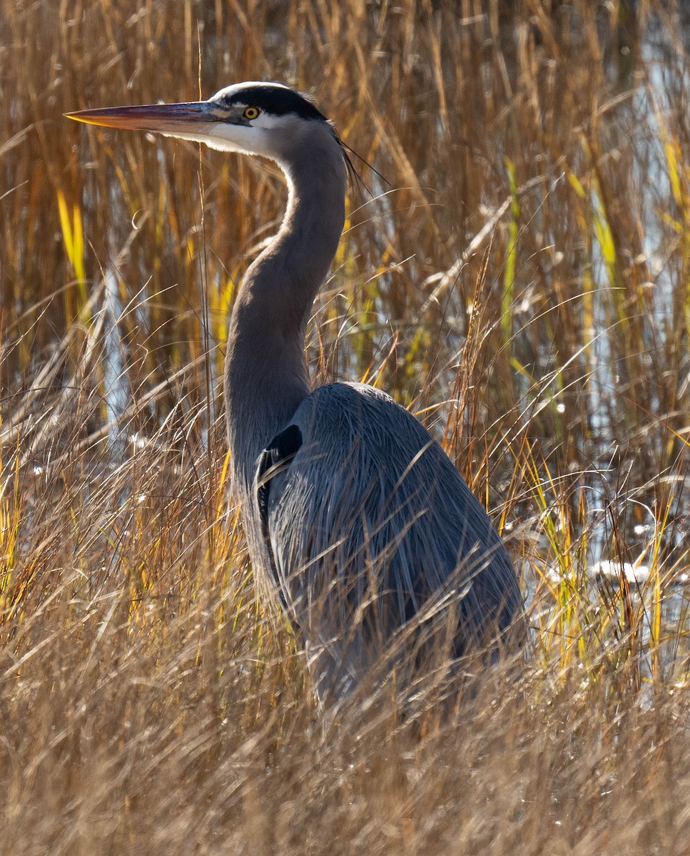 Great Blue Heron - ML517436011