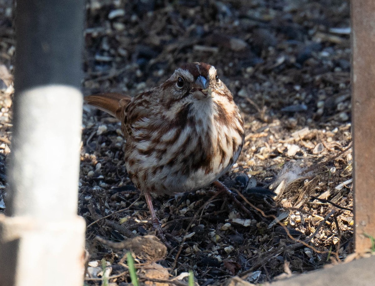 Song Sparrow - ML517436341