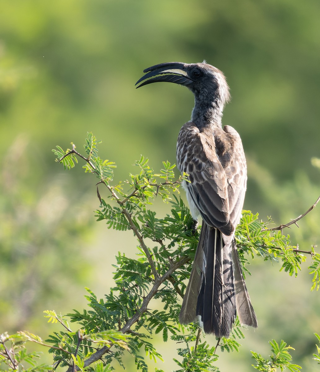 African Gray Hornbill - Simon Colenutt