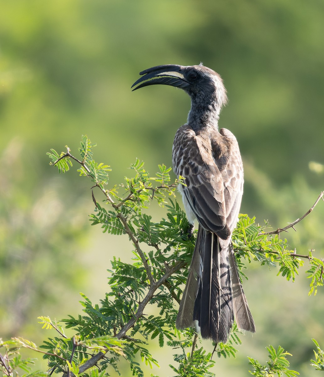 African Gray Hornbill - ML517436441