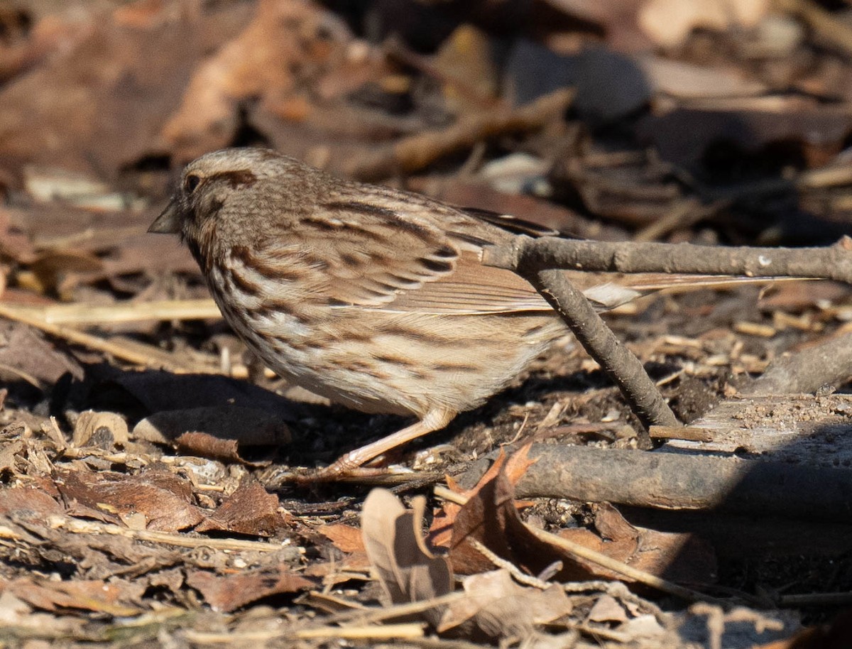 Song Sparrow - ML517436471