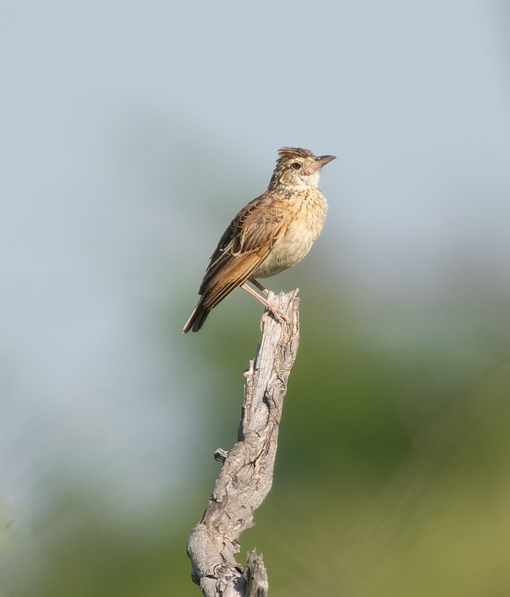 Rufous-naped Lark (Rufous-naped) - Simon Colenutt