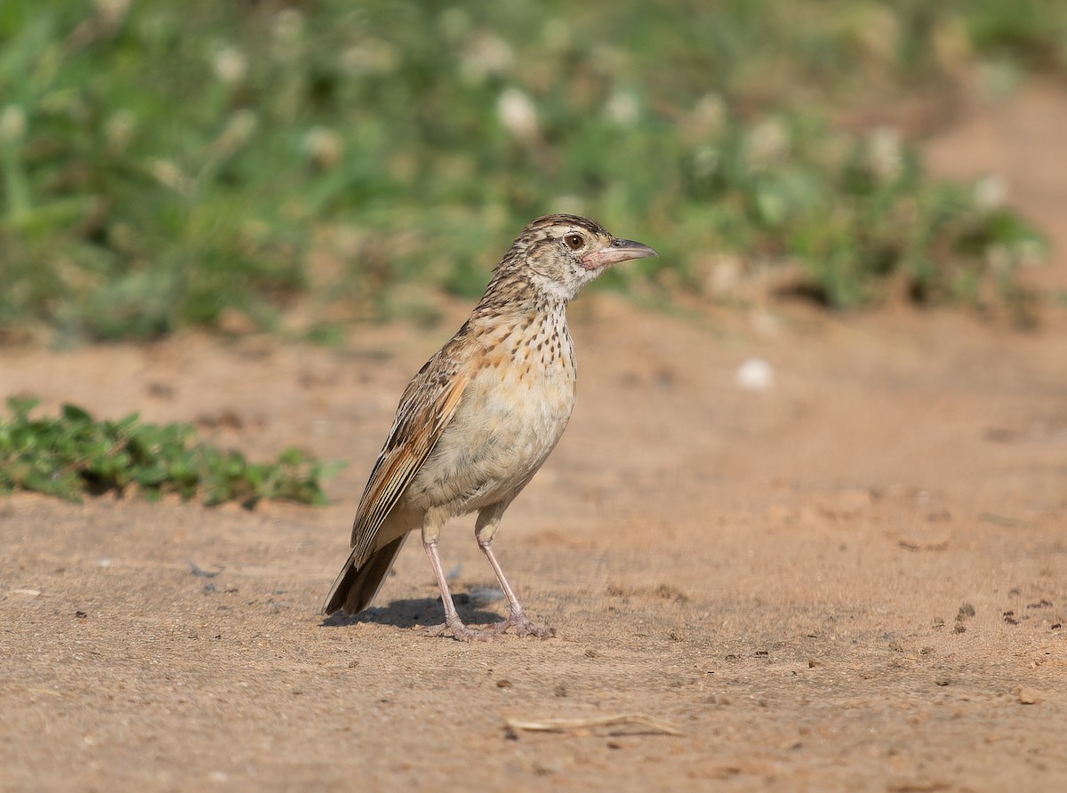 Rufous-naped Lark (Rufous-naped) - ML517436701