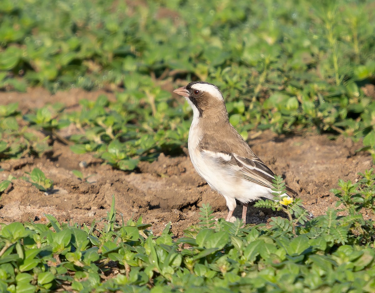 White-browed Sparrow-Weaver (White-breasted) - ML517436741