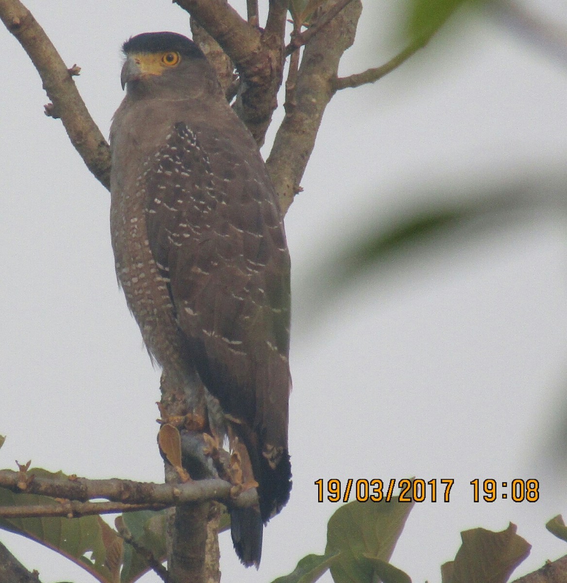 Crested Serpent-Eagle - ML51743701