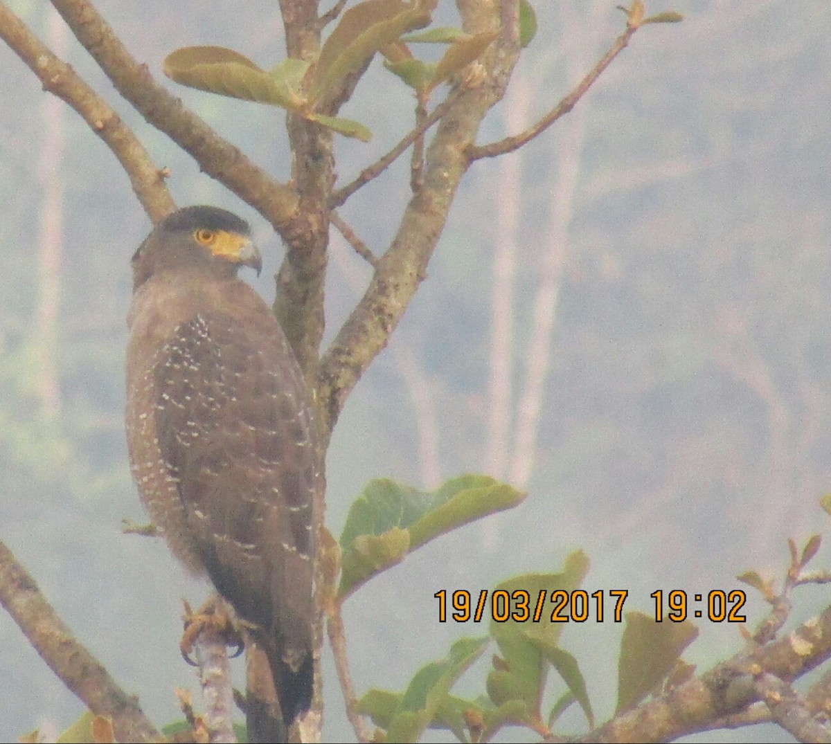 Crested Serpent-Eagle - ML51743711