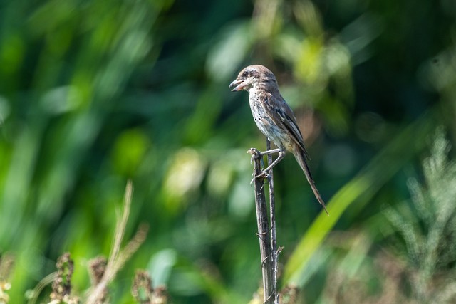 Brown Shrike - ML51743861