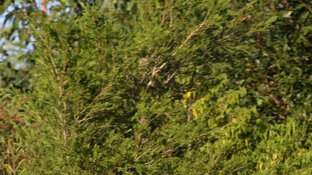 Red-backed Fairywren - ML517439