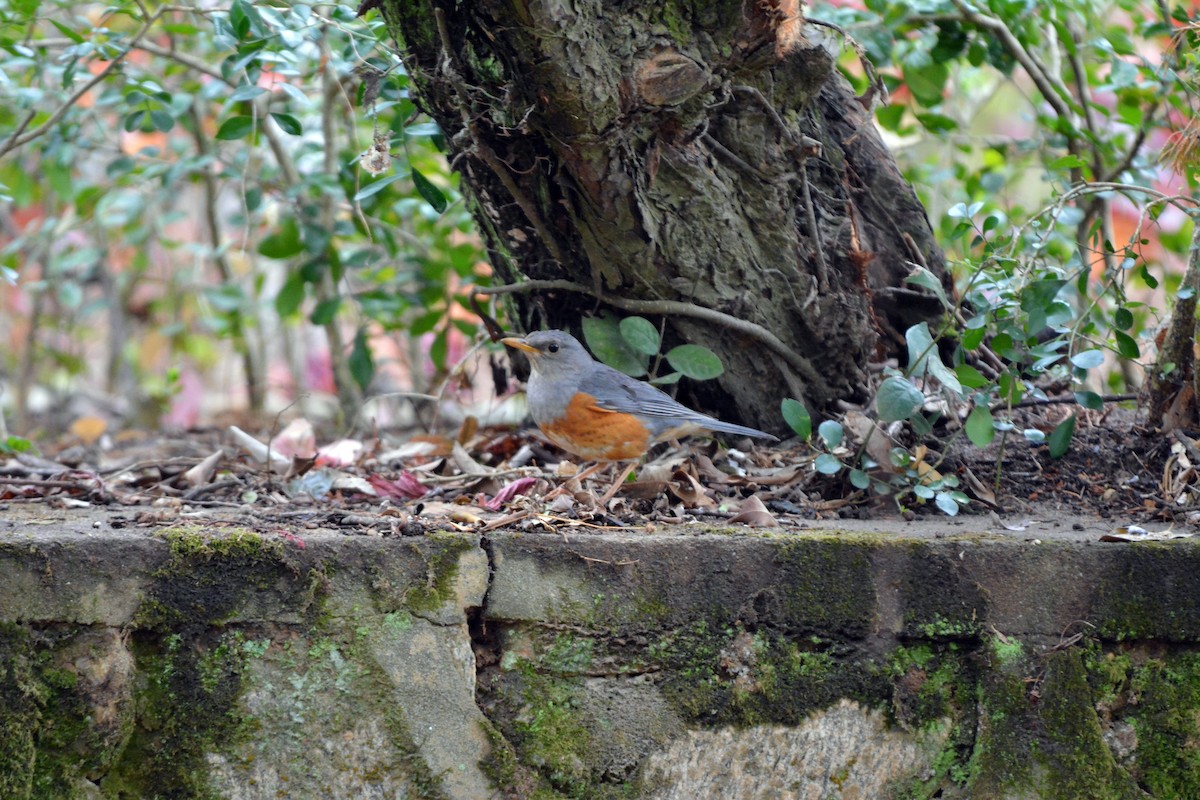 Gray-backed Thrush - Jhih-Wei (志偉) TSAI (蔡)