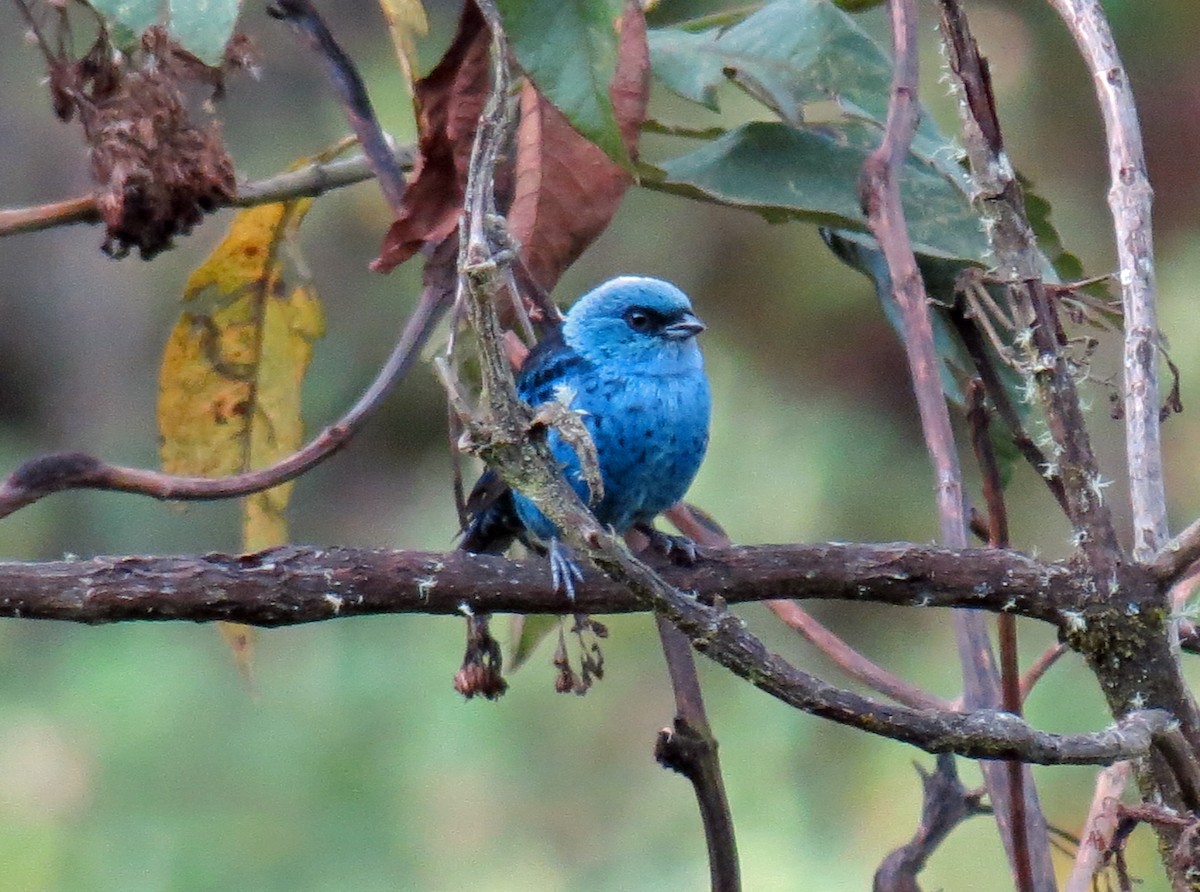 Blue-and-black Tanager - ML517439211