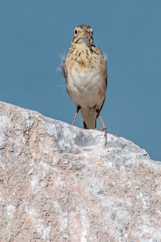 Paddyfield Pipit - Tom Backlund