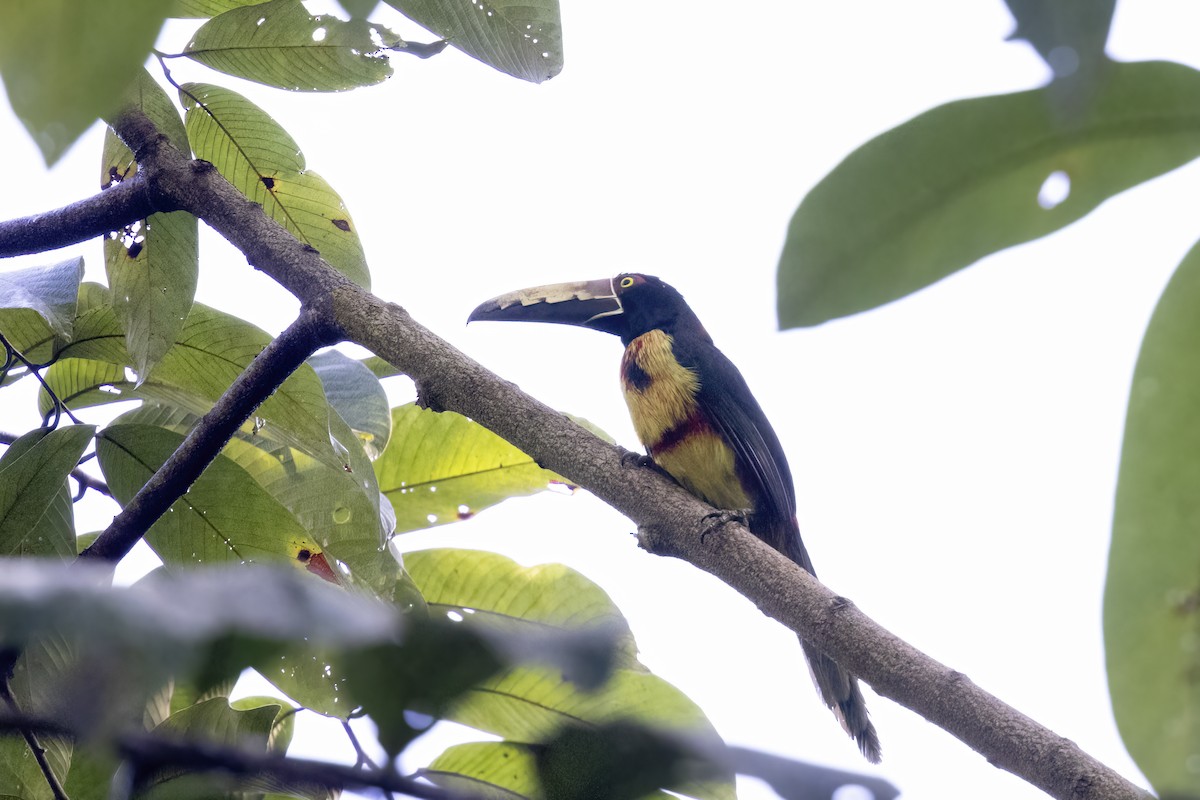 Collared Aracari - ML517441841