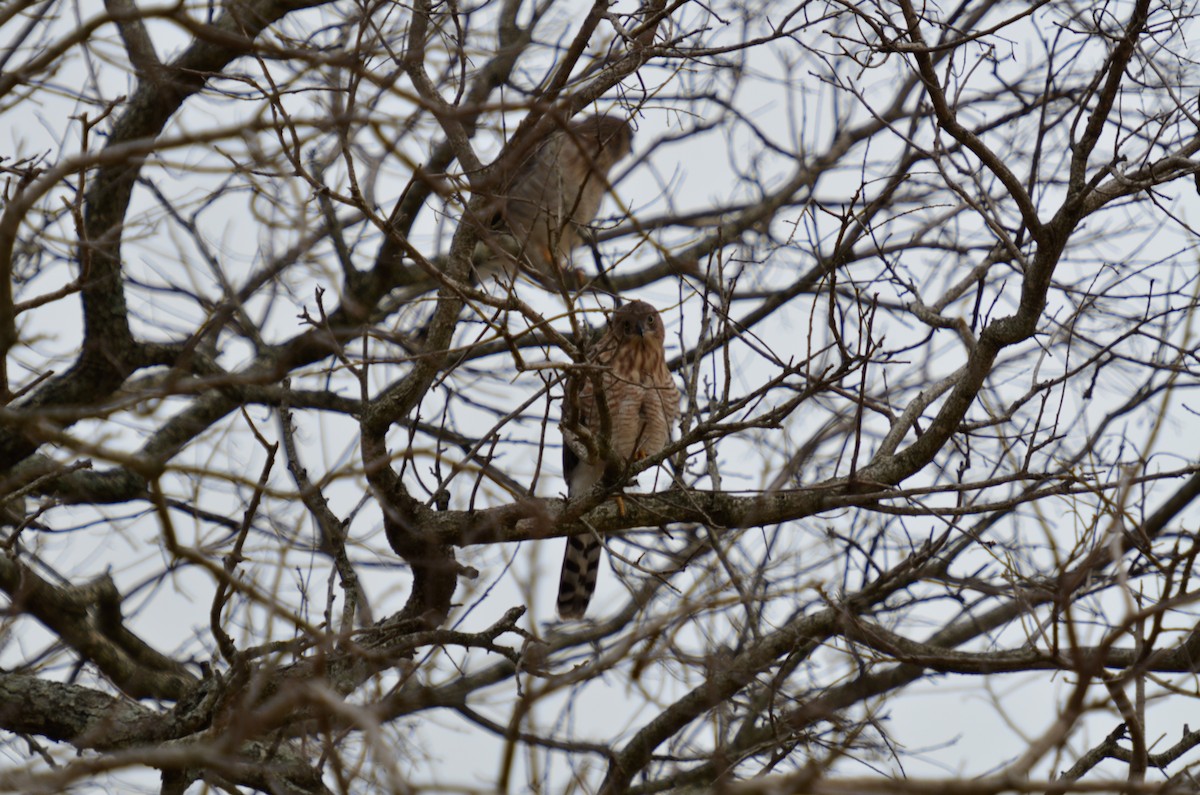 Gabar Goshawk - Terence Alexander