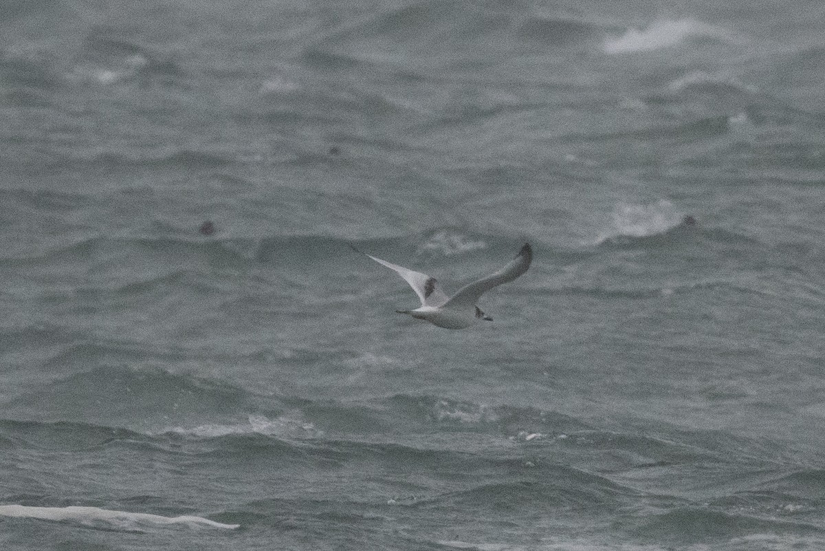 Black-legged Kittiwake - Conor Scotland