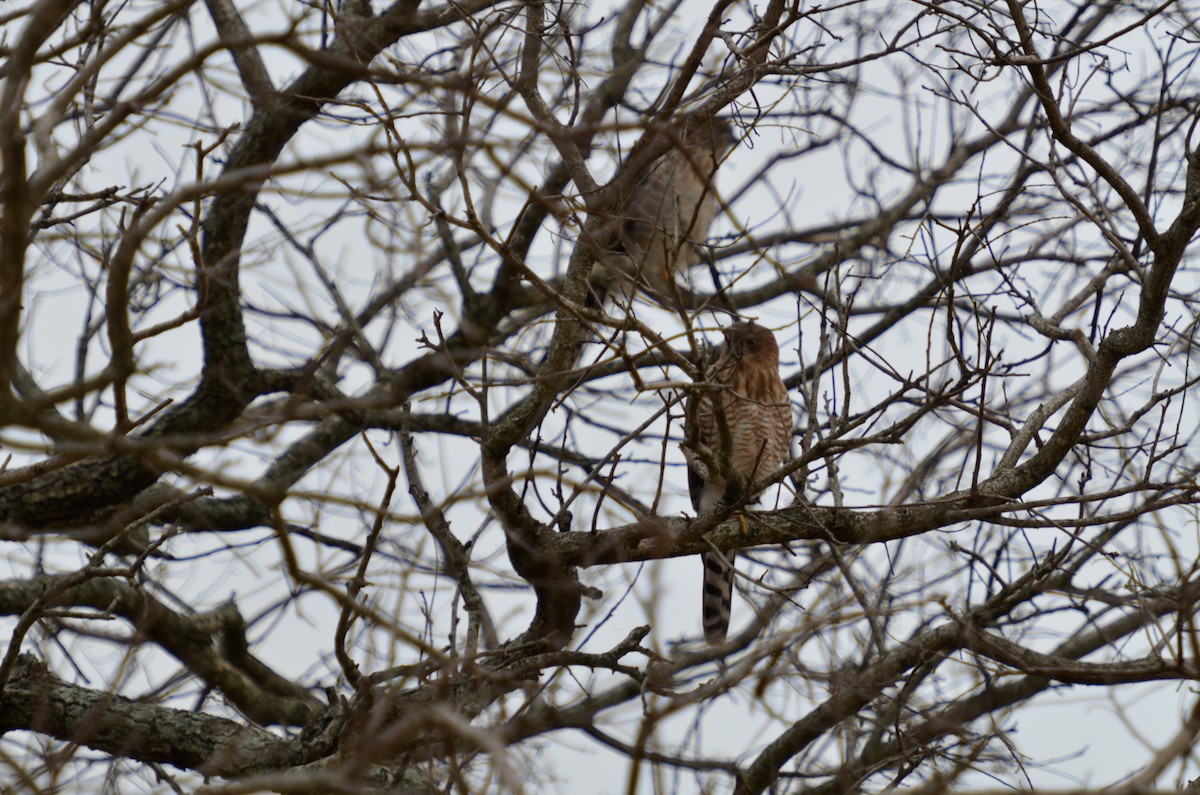 Gabar Goshawk - ML51744251