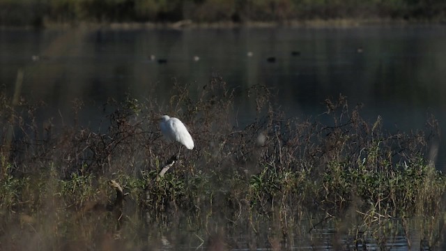 Plumed Egret - ML517443