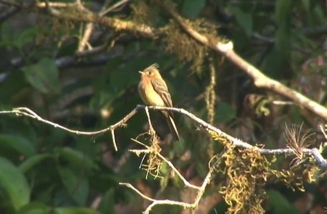 Хохлатый мухолов (phaeocercus/tenuirostris) - ML517443171