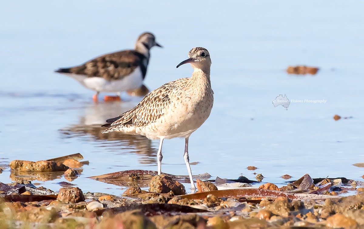 Little Curlew - Bill Oneil